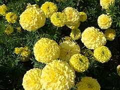 214 Longwood Gardens [2008 August 23]